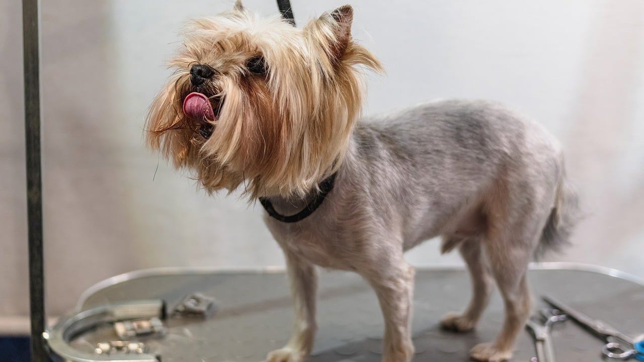 The Benefits of Grooming for Rescued Pets